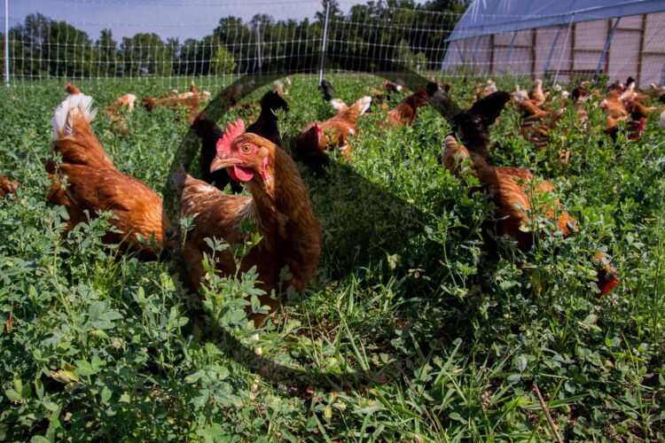 Poultry Fencing